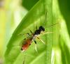 Tryphoninae inconnu